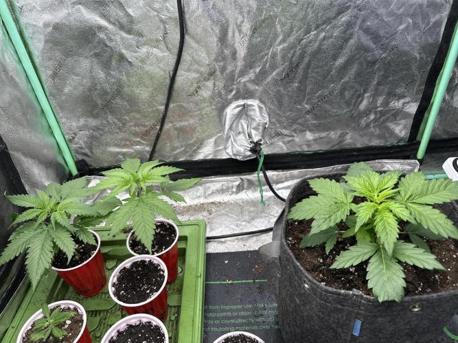 Auto Banana Blaze. Week 3