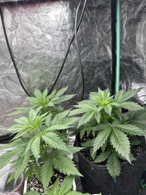 Auto Banana Blaze. Week 4