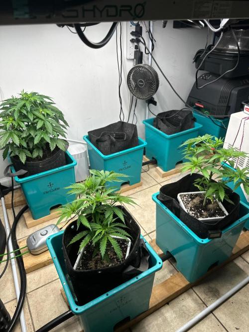 Auto Banana Blaze. Week 5