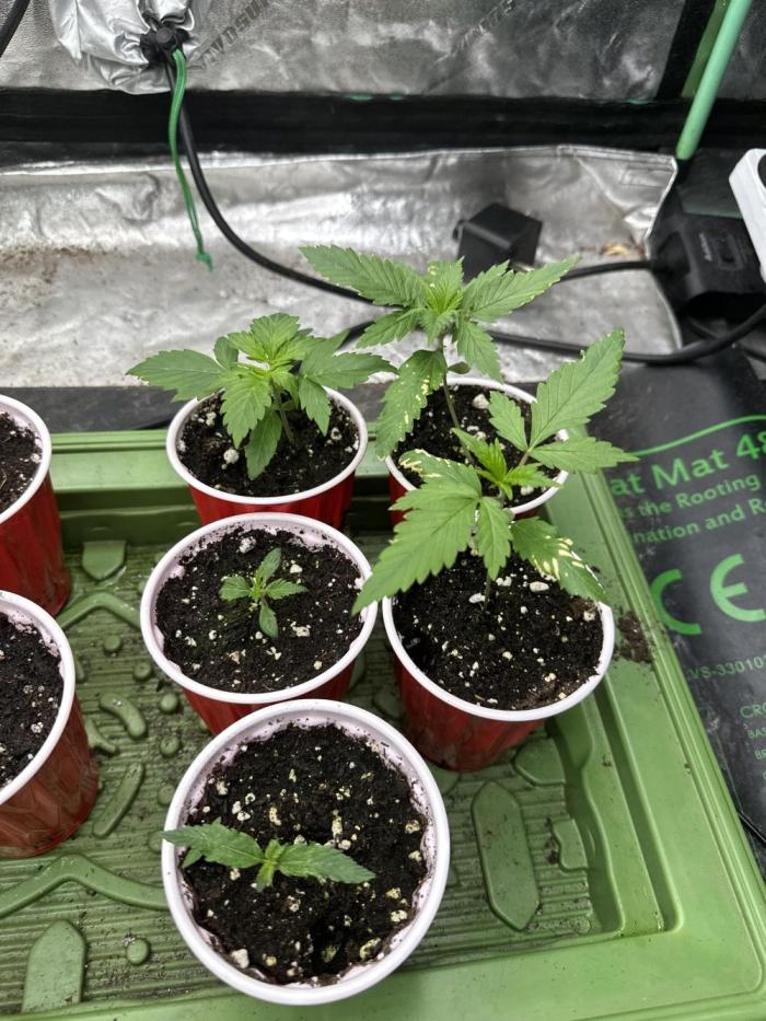 Banana Blaze Auto. Week 2