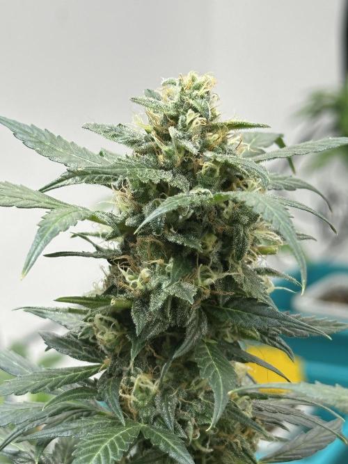 Banana Blaze Auto. Week 11