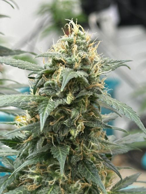 Banana Blaze Auto. Week 11