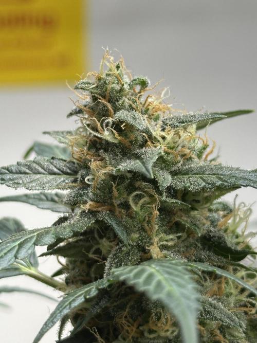 Banana Blaze Auto. Week 11