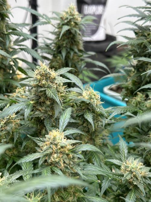 Banana Blaze Auto. Week 11