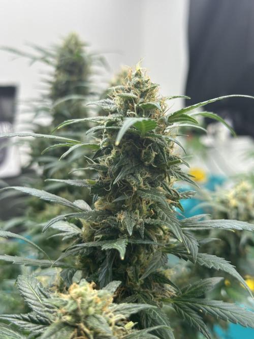 Banana Blaze Auto. Week 11