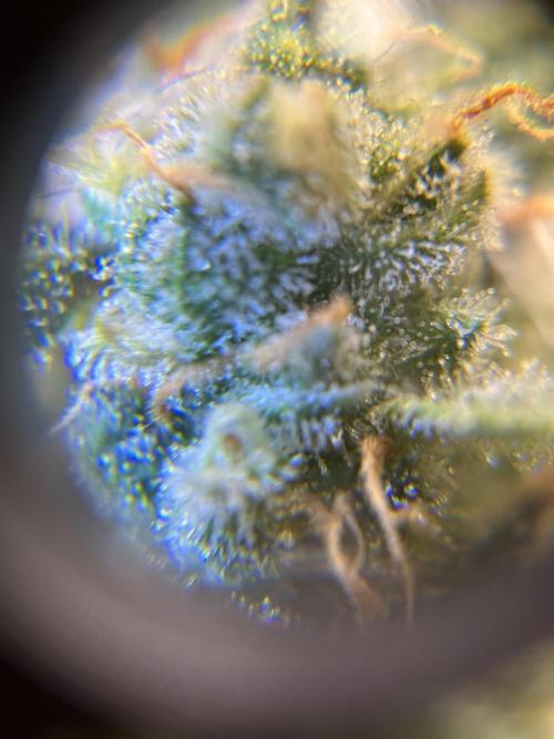Banana Blaze Auto. Week 11