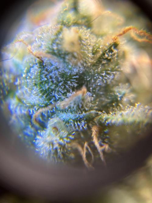 Banana Blaze Auto. Week 11