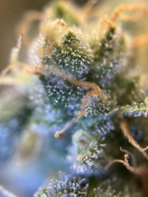 Banana Blaze Auto. Week 11