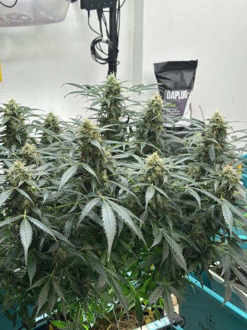 Banana Blaze Auto. Week 11
