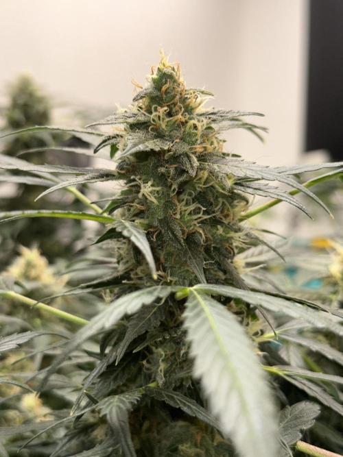 Banana Blaze Auto. Week 11