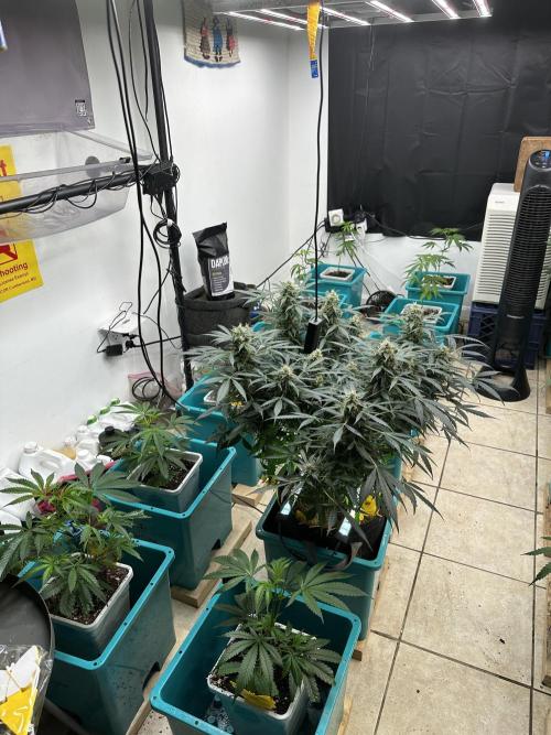 Auto Banana Blaze. Week 12