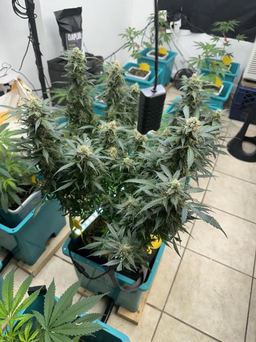 Auto Banana Blaze. Week 11
