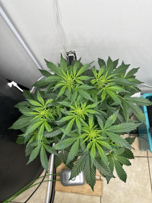 Banana Blaze Auto. Week 5