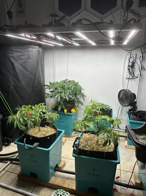 Banana Blaze Auto. Week 5