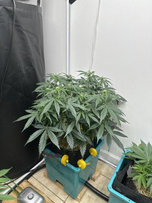 Banana Blaze Auto. Week 5
