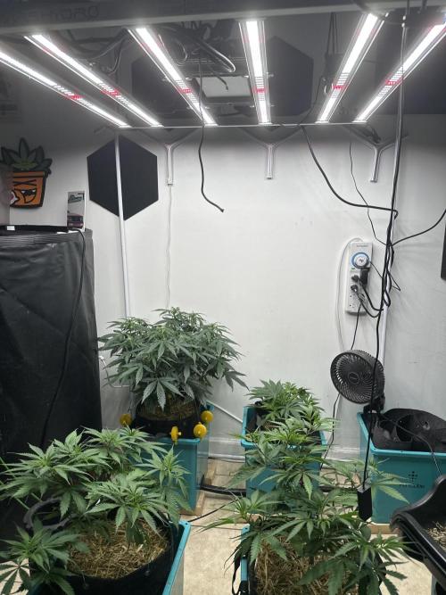 Auto Banana Blaze. Week 5