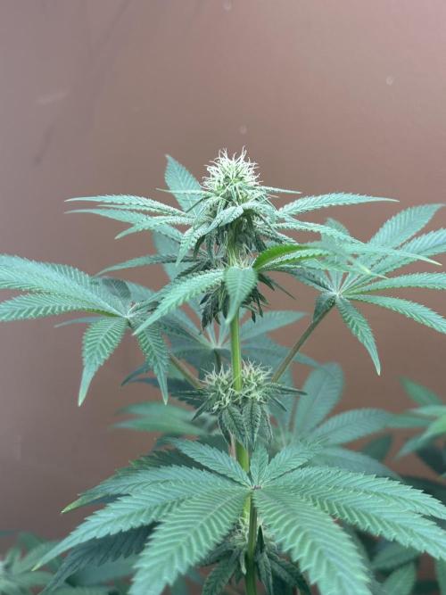 Pheno Hunt 4/1/26. Week 8 - Stardog breath x Goat supreme