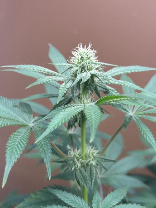 Pheno Hunt 4/1/26. Week 8 - Stardog breath x Goat supreme