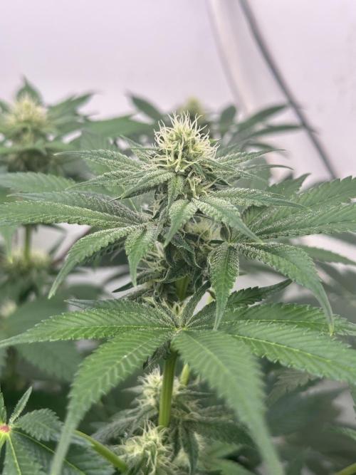 Pheno Hunt 4/1/26. Week 8 - Icing Kush