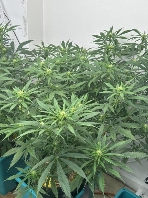 Pheno Hunt 4/1/26. Week 8 - Mephisto