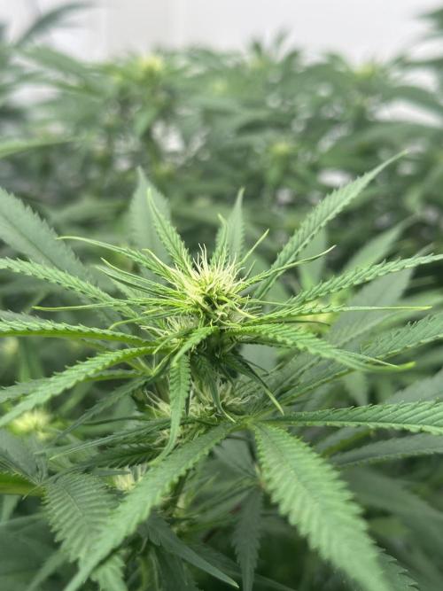 Pheno Hunt 4/1/26. Week 8 - Mephisto