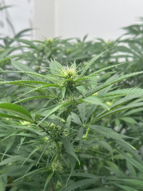 Pheno Hunt 4/1/26. Week 8