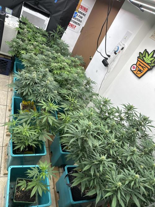 Pheno Hunt 4/1/26. Week 9