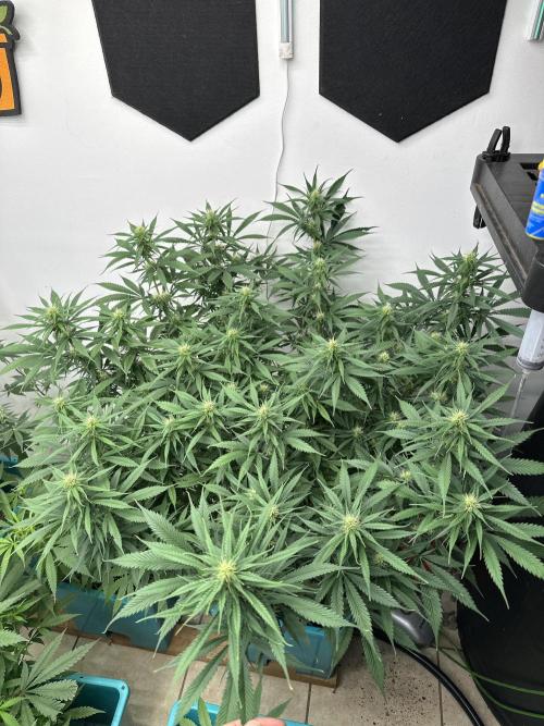 Pheno Hunt 4/1/26. Week 9