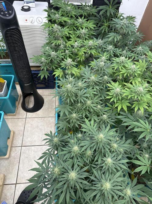 Pheno Hunt 4/1/26. Week 9