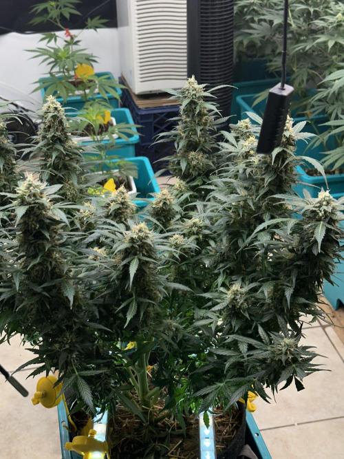 Auto Banana Blaze. Week 12