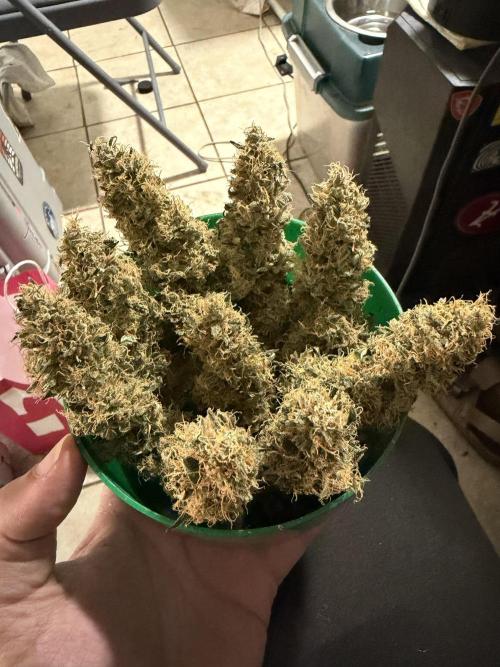 Banana Blaze Auto. Week 12