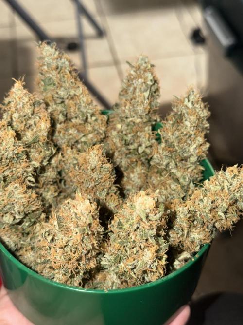 Banana Blaze Auto. Week 12
