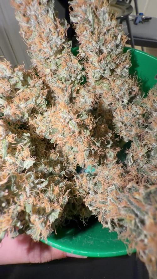 Banana Blaze Auto