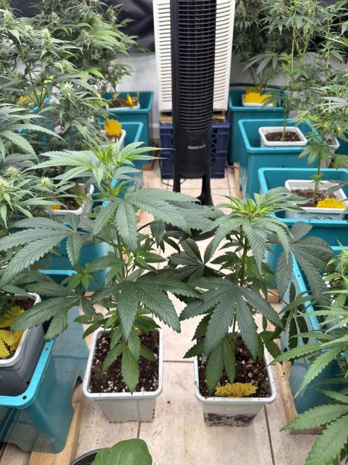 “Supreme Bubba Roja” Phenohunt!. Week 5 - Overwatered ?