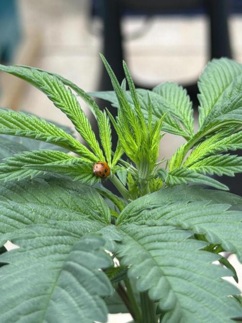 “Supreme Bubba Roja” Phenohunt!. Week 5