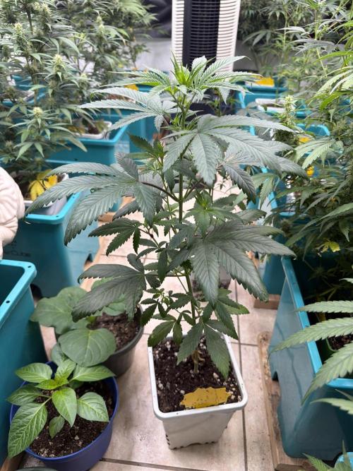 “Supreme Bubba Roja” Phenohunt!. Week 5