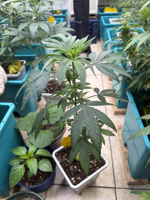 “Supreme Bubba Roja” Phenohunt!. Week 5