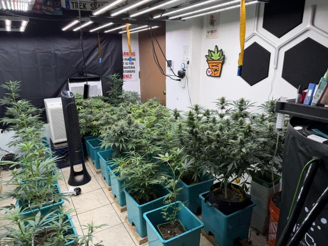 Pheno Hunt 4/1/26. Week 11