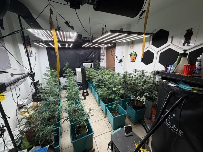 Pheno Hunt 4/1/26. Week 11
