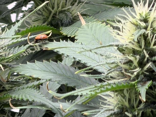 Pheno Hunt 4/1/26. Week 11