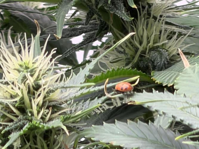 Pheno Hunt 4/1/26. Week 11