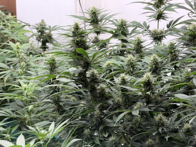 Pheno Hunt 4/1/26. Week 11