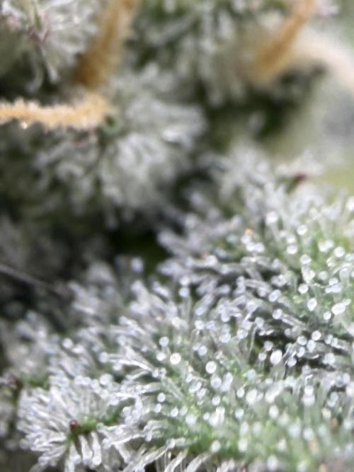 Pheno Hunt 4/1/26. Week 11