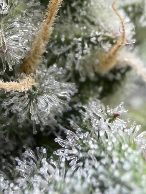Pheno Hunt 4/1/26. Week 11