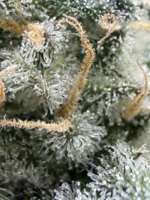 Pheno Hunt 4/1/26. Week 11
