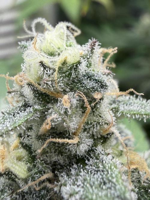 Pheno Hunt 4/1/26. Week 11