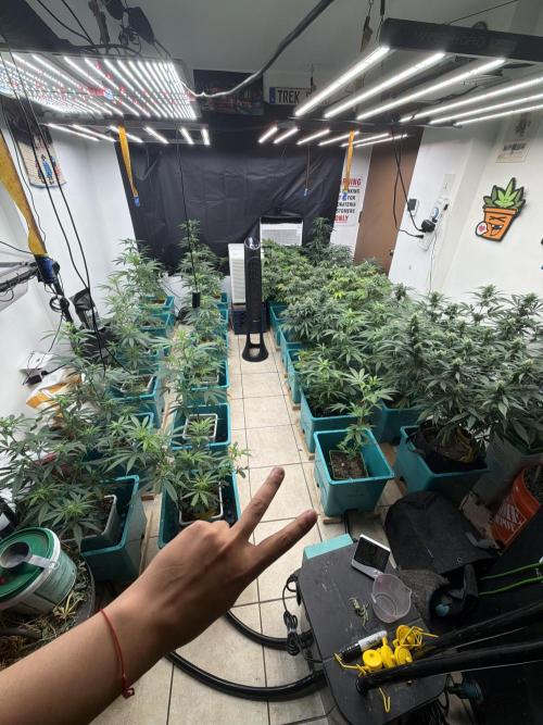 Pheno Hunt 4/1/26. Week 11