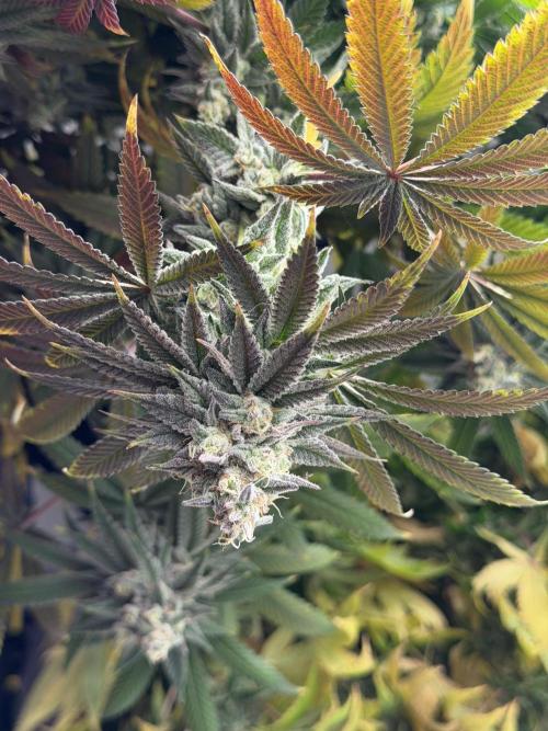 Pheno Hunt 4/1/26. Week 12