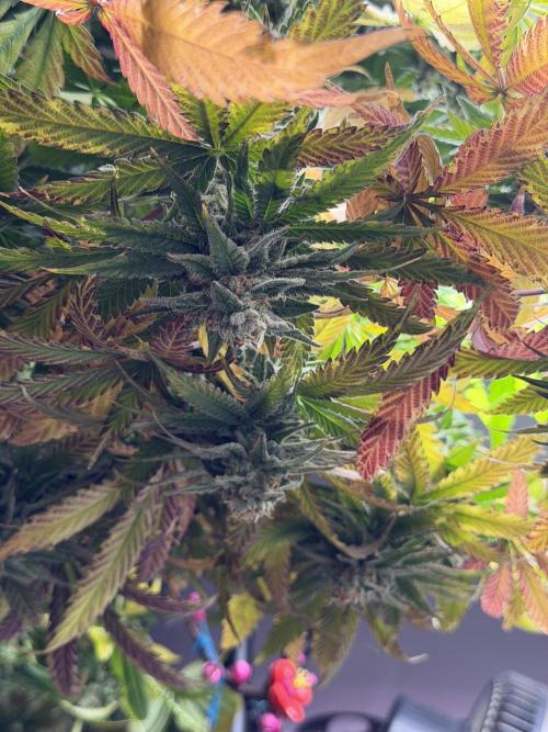 Pheno Hunt 4/1/26. Week 12