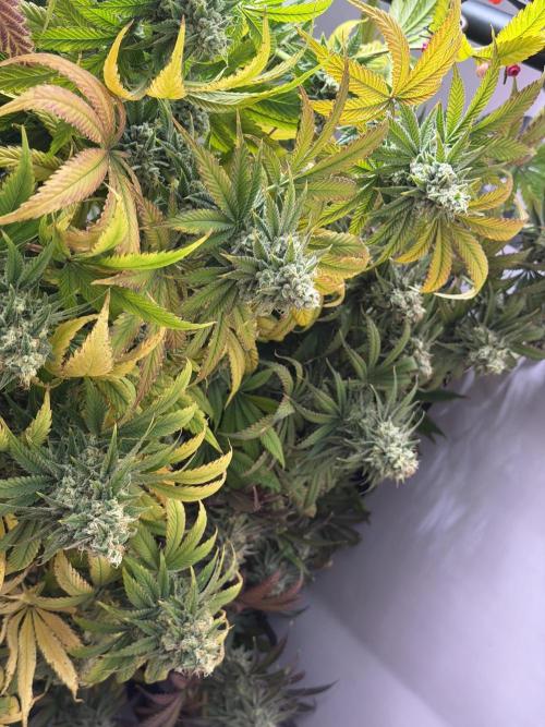 Pheno Hunt 4/1/26. Week 12